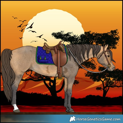 Horse Color:Buckskin Ice 