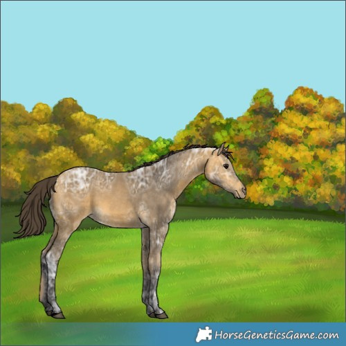 Horse Color:Buckskin Ice