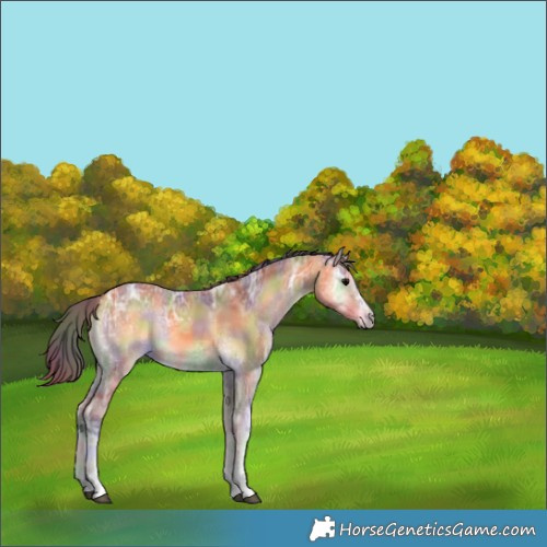 Horse Color:Nacre Buckskin Ice Onyx Sabino