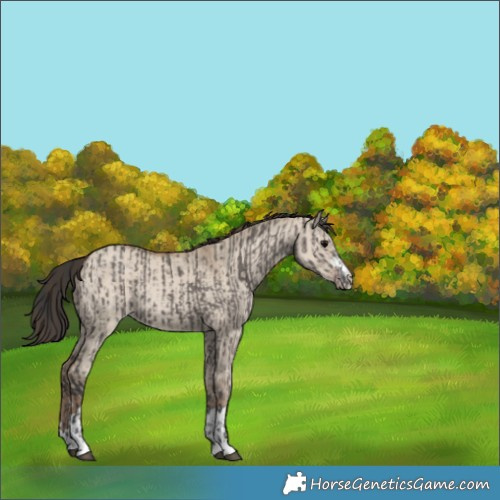 Horse Color:Grullo  and Classic Champagne Dun 