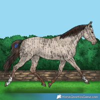 Horse Color:Grullo  and Classic Champagne Dun 