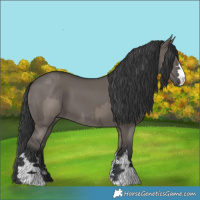 Horse Color:Grullo  and Grullo 