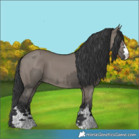 Horse Color:Grullo  and Grullo 
