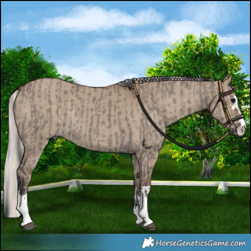 Horse Color:Grullo  and Silver Grullo 
