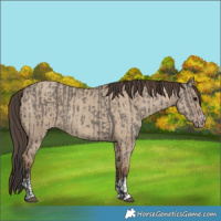 Horse Color:Grullo  and Classic Champagne Dun 