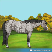 Horse Color:Grullo and Grullo Roan