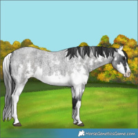 Horse Color:Blue Roan Sabino Splash and Blue Roan Sabino Splash