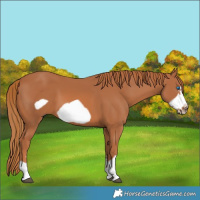 Horse Color:Chestnut Frame