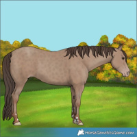 Horse Color:Classic Champagne Rabicano