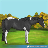 Horse Color:Black Tobiano Rabicano 