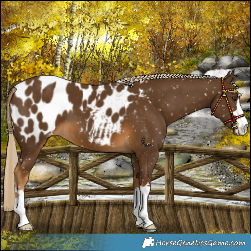 Horse Color:Chocolate Palomino Blanket 