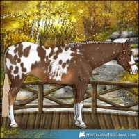 Horse Color:Chocolate Palomino Blanket 