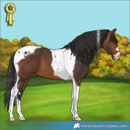 Horse Color:Bay Tobiano