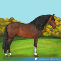 Horse Color:Bay Tobiano