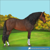 Horse Color:Bay Tobiano 