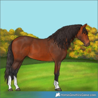 Horse Color:Bay Tobiano 