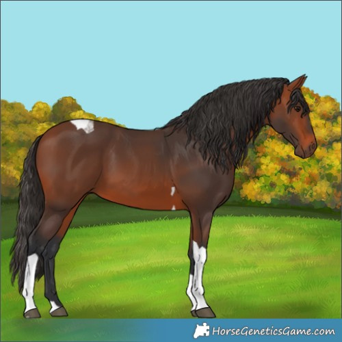Horse Color:Bay Tobiano 