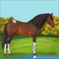 Horse Color:Bay Tobiano