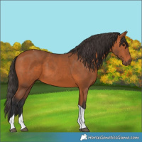 Horse Color:Bay Tobiano Rabicano 