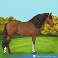 Horse Color:Bay Tobiano Rabicano