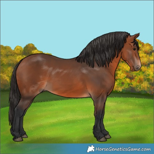 Horse Color:Bay 