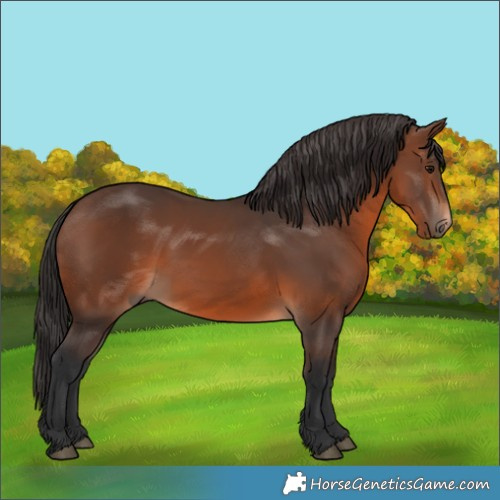 Horse Color:Brown 