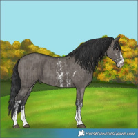 Horse Color:Grullo Tobiano and Grullo Sabino