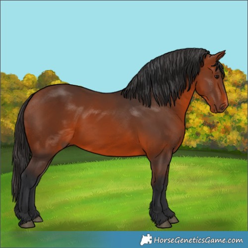Horse Color:Bay 