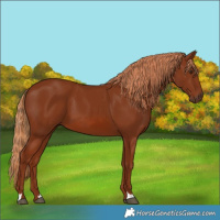Horse Color:Chestnut 