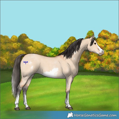 Horse Color:White Spotted Bay Dun Sabino Frame