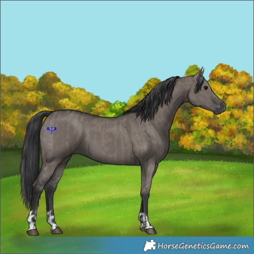 Horse Color:Grullo and Grullo