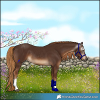 Horse Color:Gray Chestnut Tobiano Rabicano