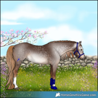 Horse Color:Gray Chestnut Tobiano Rabicano 