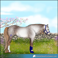 Horse Color:Gray Chestnut Tobiano Rabicano 
