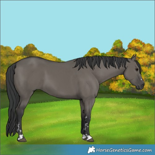 Horse Color:Grullo and Grullo