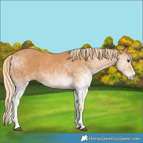 Horse Color:White Spotted Chestnut
