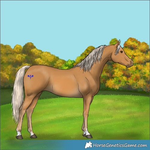 Horse Color:Palomino