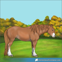 Horse Color:Chestnut 