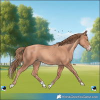 Horse Color:Gold Champagne Splash