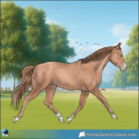 Horse Color:Gold Champagne Splash 