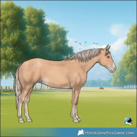 Horse Color:Gold Champagne Splash 