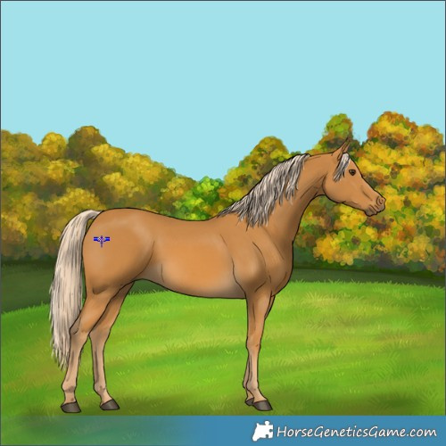 Horse Color:Palomino