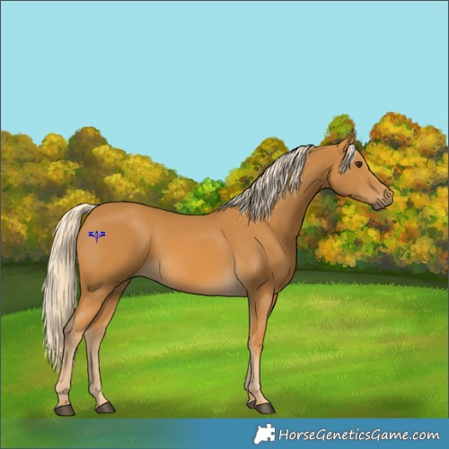 Horse Color:Palomino