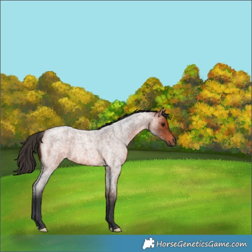 Horse Color:Bay Roan