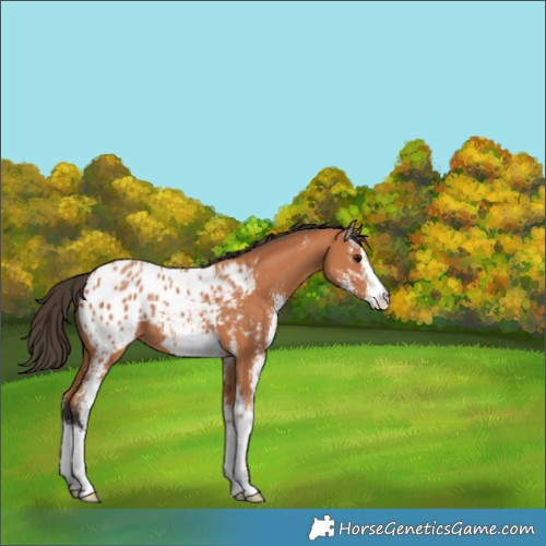 Horse Color:Bay Sabino Appaloosa