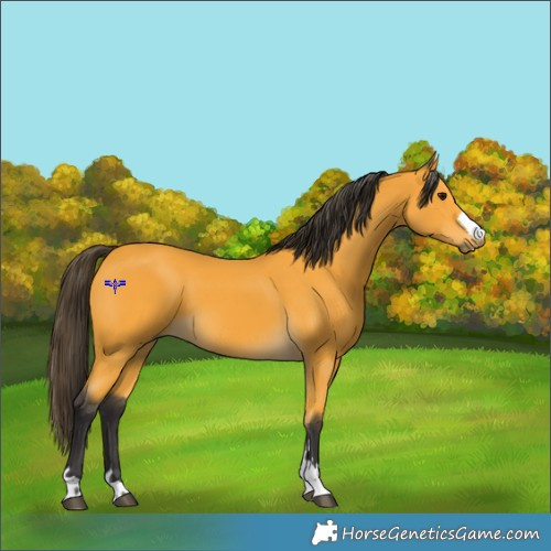 Horse Color:Buckskin 