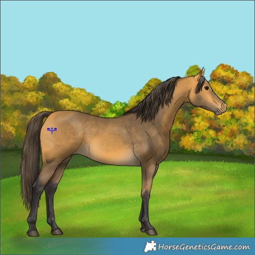 Horse Color:Buckskin 