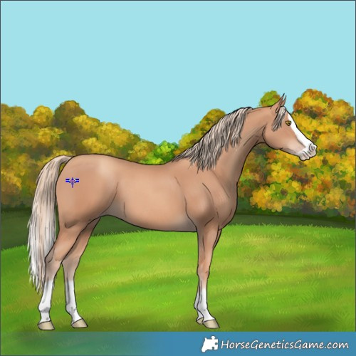 Horse Color:Gold Champagne Splash 