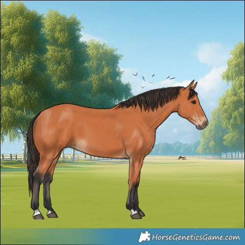 Horse Color:Bay 