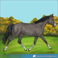 Horse Color:Grullo and Grullo Rabicano